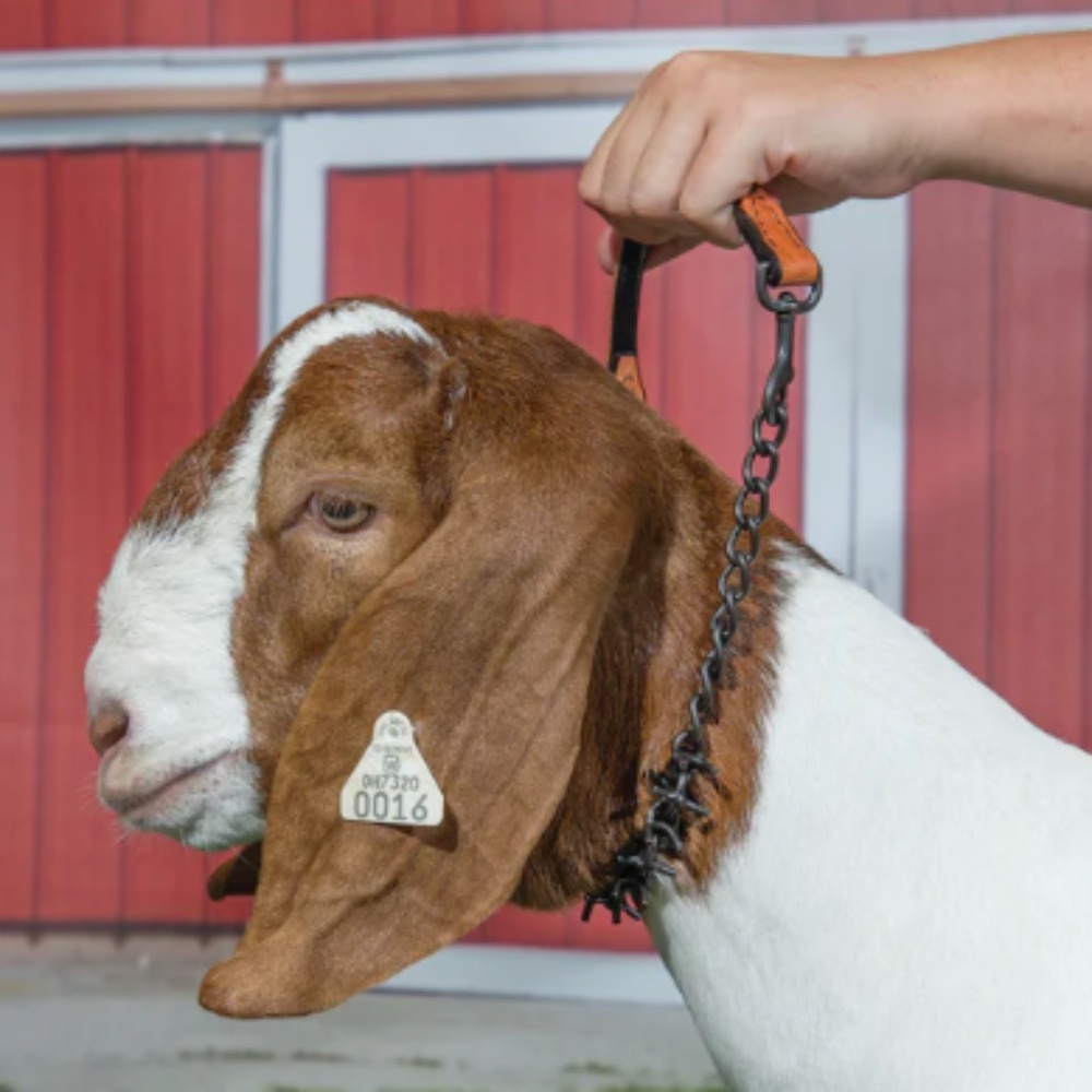 Goat Show Collar
